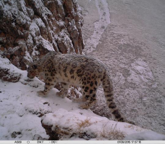 Snow leopard